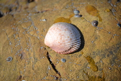 Dallocardia quadragenaria