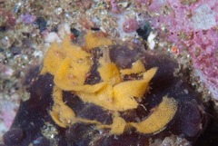 Dendrodoris caesia