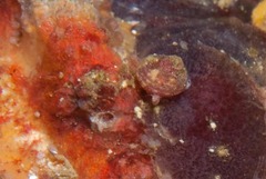 Cinysca dunkeri