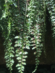 Asplenium gueinzianum
