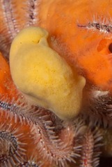 Dromidia hirsutissima
