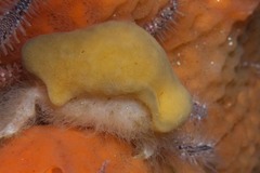 Dromidia hirsutissima