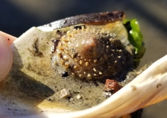 Crucibulum spinosum