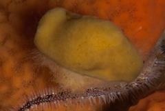 Dromidia hirsutissima