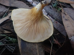 Austropaxillus muelleri