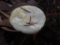 Austropaxillus muelleri