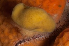 Dromidia hirsutissima
