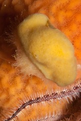 Dromidia hirsutissima