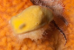 Dromidia hirsutissima