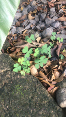 Oxalis corniculata