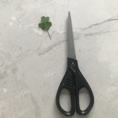 Oxalis corniculata