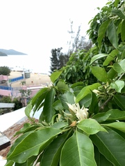 Magnolia × alba