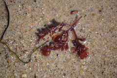 Botryocladia pseudodichotoma