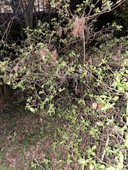 Corokia cotoneaster