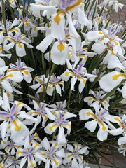 Dietes grandiflora