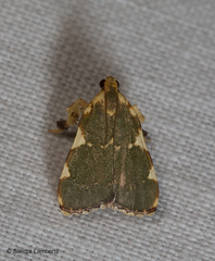 Parachma rufoflavalis