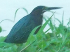 Butorides virescens