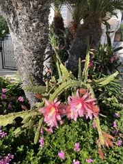 Disocactus ackermannii