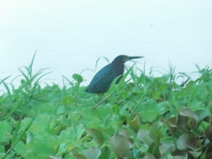 Butorides virescens