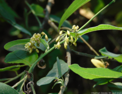 Smilax moranensis