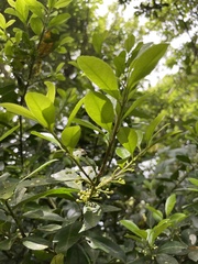 Ilex maximowicziana