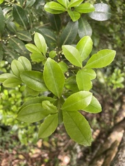 Ilex maximowicziana