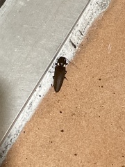 Ignelater havaniensis