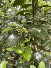 Ilex maximowicziana