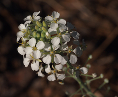 Dimorphocarpa wislizeni