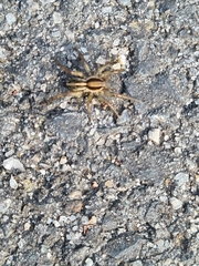 Artoriopsis expolita
