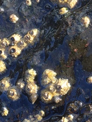 Chthamalus stellatus