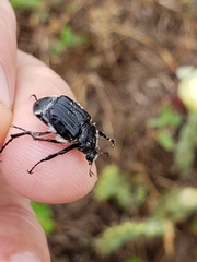 Trichiotinus lunulatus