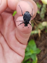 Trichiotinus lunulatus