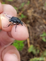 Trichiotinus lunulatus