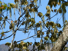 Phylloscopus forresti