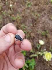 Trichiotinus lunulatus