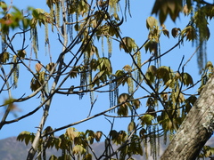 Phylloscopus forresti