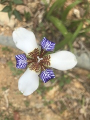 Trimezia gracilis