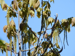 Phylloscopus forresti