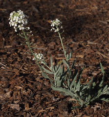 Dimorphocarpa wislizeni