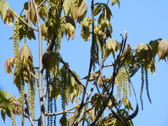 Phylloscopus forresti