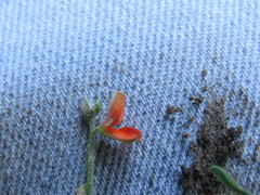 Indigofera sessilifolia