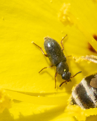 Eschatocrepis constrictus