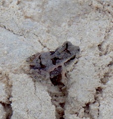 Peltophryne peltocephala