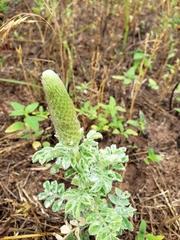 Dalea obovata