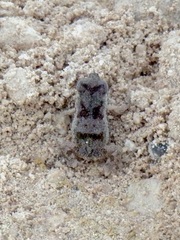 Peltophryne peltocephala