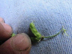 Indigofera sessilifolia