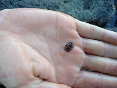 Patelloida corticata