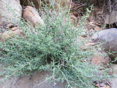 Indigofera sessilifolia