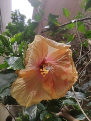 Hibiscus rosa-sinensis